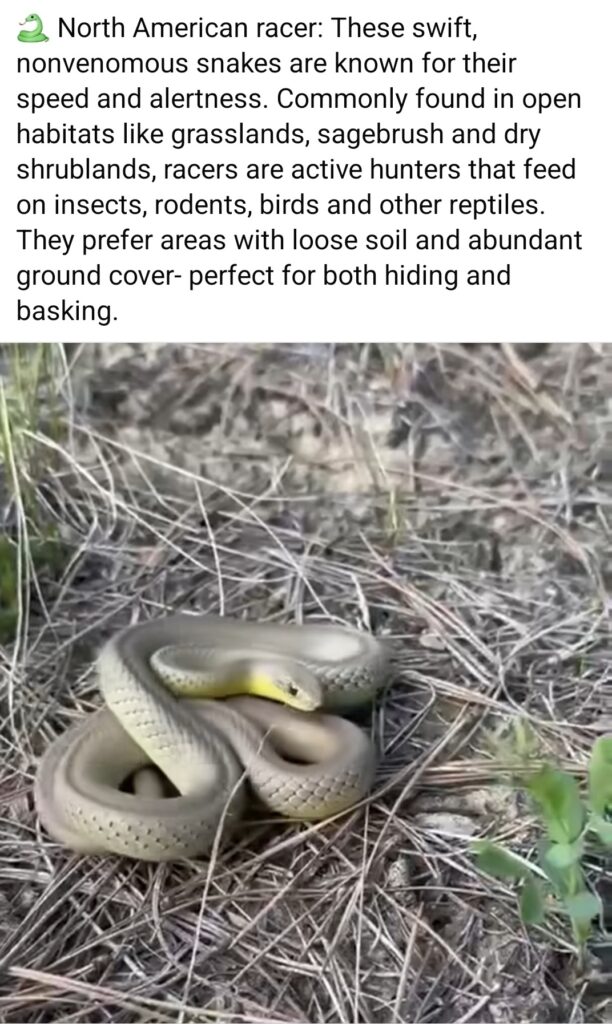 Montana Fish, Wildlife & Parks Facebook post with weekend safety tips, including stopping invasive species, bear awareness, and avoiding boating under the influence.
